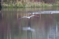 Heron in Flight