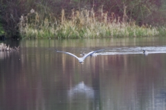 Heron in Flight