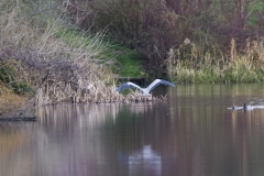 Heron in Flight