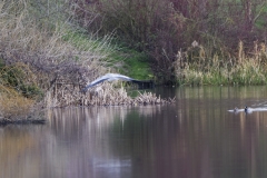 Heron in Flight