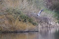 Heron in Flight