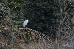 Heron