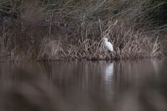 Little Egret