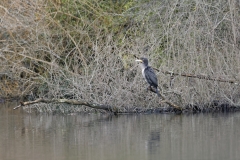 Cormorant