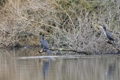 Cormorants