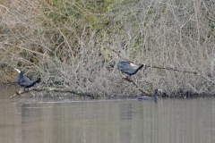 Cormorants