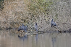 Cormorants