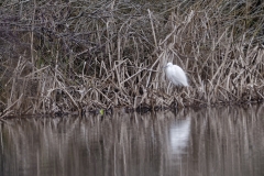 Little Egret