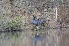 Cormorant