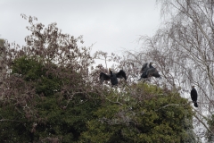 Cormorants