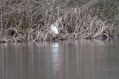 Little Egret