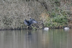 Cormorant