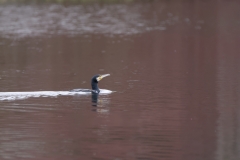 Cormorant