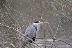 Heron