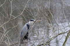 Heron