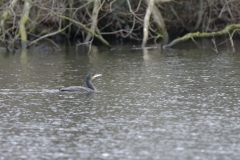 Cormorant