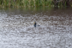 Cormorant