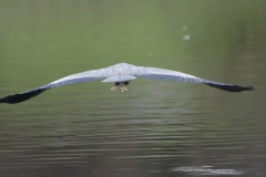 Heron in Flight