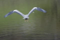 Heron in Flight