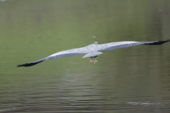 Heron in Flight