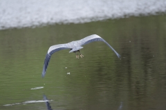 Heron in Flight