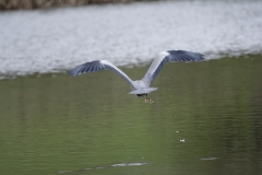 Heron in Flight