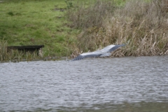 Heron in Flight