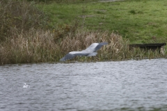 Heron in Flight