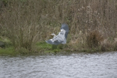 Heron in Flight