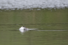 Great Crested Grebe