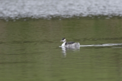 Great Crested Grebe