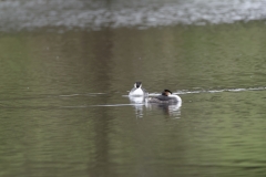 Great Crested Grebe