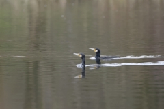 Cormorants