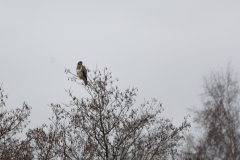 Buzzard