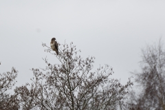 Buzzard