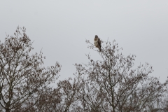 Buzzard