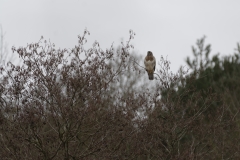 Buzzard