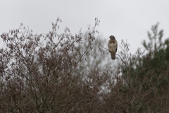 Buzzard