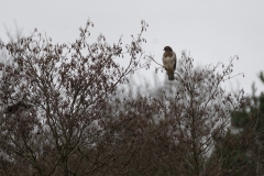 Buzzard