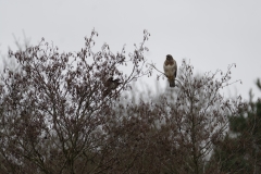 Buzzard