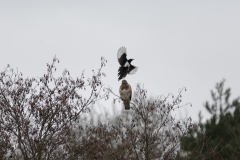 Buzzard & Magpie