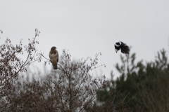 Buzzard & Magpie