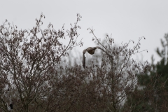 Buzzard in Flight