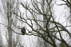 Buzzard