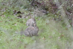 Rabbits