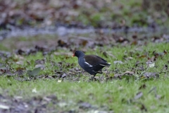 Moorhen