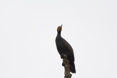 Cormorant