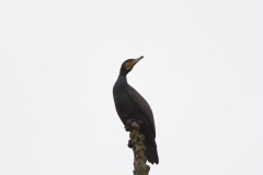 Cormorant