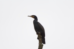 Cormorant