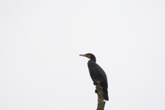 Cormorant